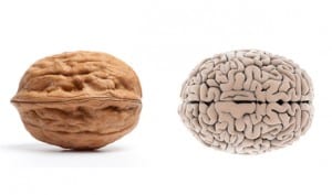 54eacfc2b9463_-_02-walnut-brainfoods-that-look-like-body-parts-1