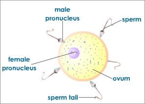 fertilisation-process-in-human