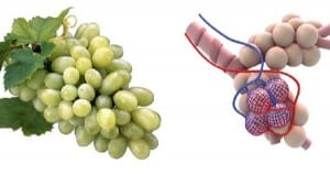 grapes-and-lung