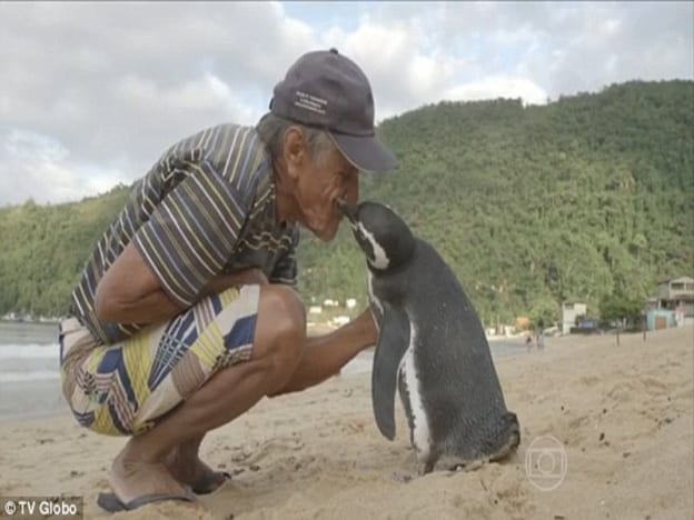 Penguin Lawat Penyelamat Setiap Tahun 5