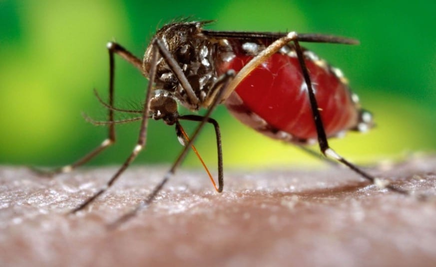 Ada Nyamuk Aedes Yang Kebal? 4