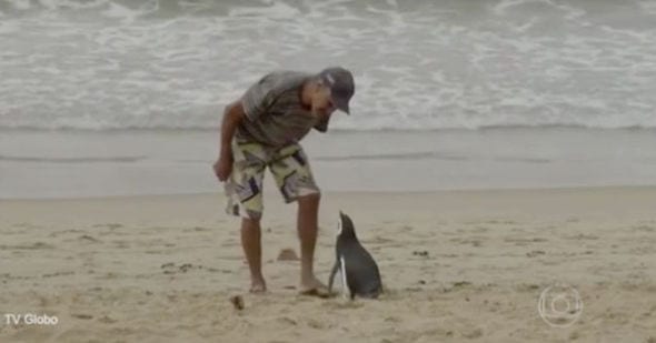 penguin-Brazil-man-484877