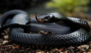 Evil-black-snake