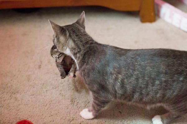 Kucing ini kemurungan kerana semua anaknya telah mati. Namun, kini