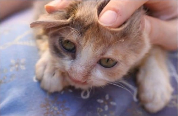 Ratusan orang mengabaikan kucing ini. Namun, seorang budak 7 tahun telah mengubah hidup kucing ini!