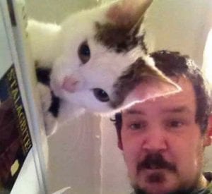 Koleksi Gambar Kucing Menyelit Dalam Gambar. Comel! - Kisah Dunia