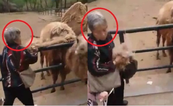 (Video) Nenek Selamba Curi Bulu Unta Di Zoo Di Kecam Hebat 