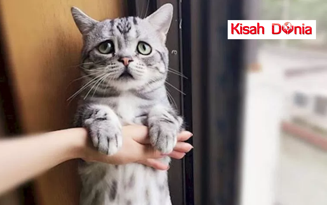 Kucing Ini Dipanggil Sebagai Kucing Paling Sedih Di Dunia,Wajahnya Viral Hebat di Laman Sosial