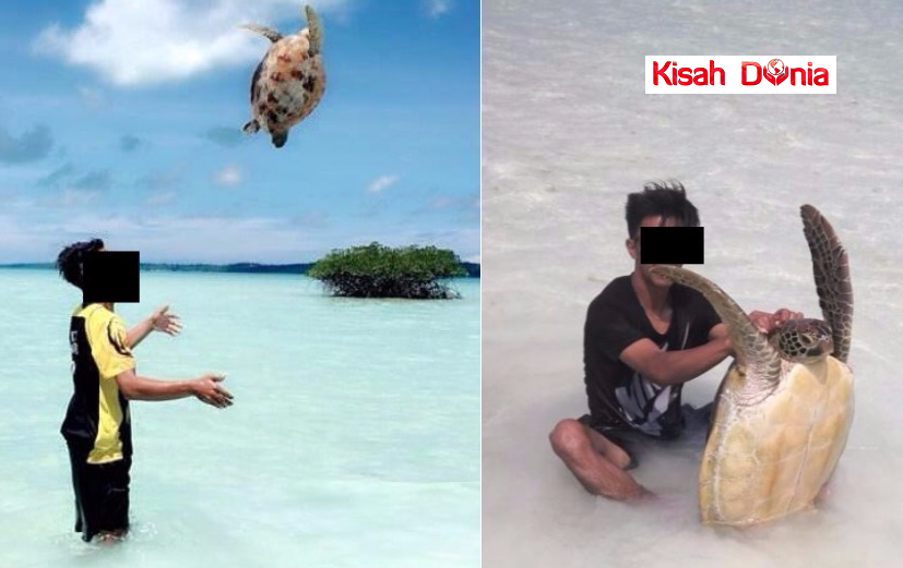 Lelaki Seksa Penyu,Lambung Tinggi Dikecam Hebat Oleh Netizen