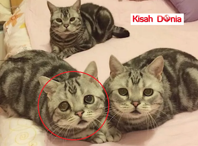 Kucing Ini Dipanggil Sebagai Kucing Paling Sedih Di Dunia,Wajahnya Viral Hebat di Laman Sosial