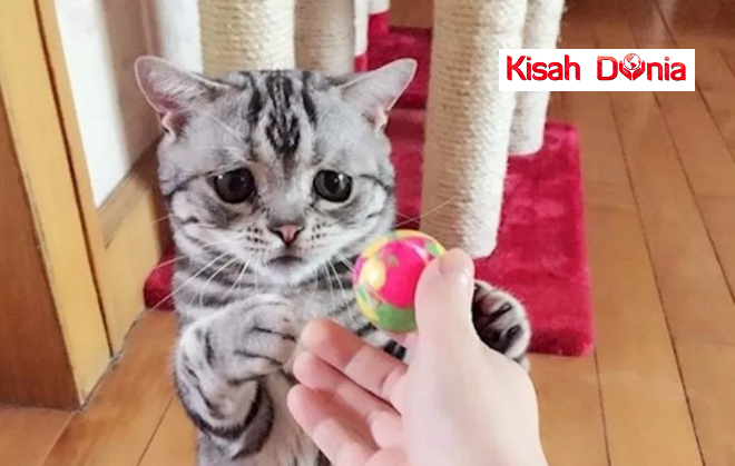 Kucing Ini Dipanggil Sebagai Kucing Paling Sedih Di Dunia,Wajahnya Viral Hebat di Laman Sosial