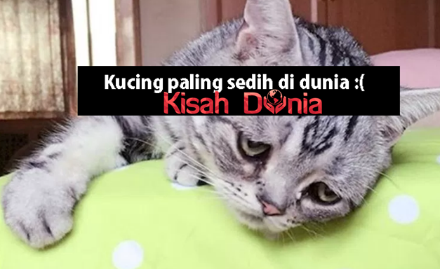 Kucing Ini Dipanggil Sebagai Kucing Paling Sedih Di Dunia,Wajahnya 