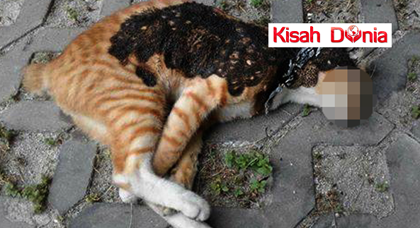 Kejam!!!Gambar Kucing Kena Bakar Viral Di Internet Undang Kemarahan Ramai Netizen