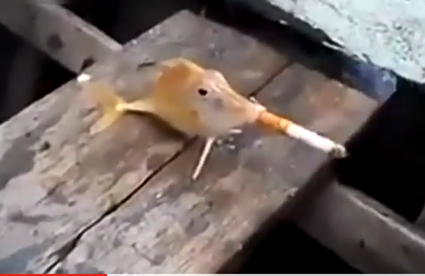 (Video) Perangai Pelik Manusia, Bagi Ikan Hisap Rokok