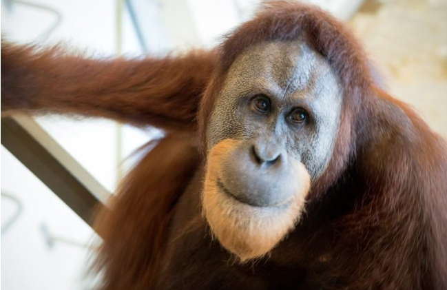 (Video) Orang Utan Pintar, Apa Yang Dilakukannya Semasa Menerima Lawatan Di Zoo Mendapat Perhatian Ramai