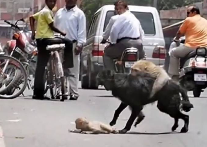 Sedih, Ibu Monyet Menyelamatkan Anaknya Dari Dimakan Anjing Selepas Dilanggar Motor