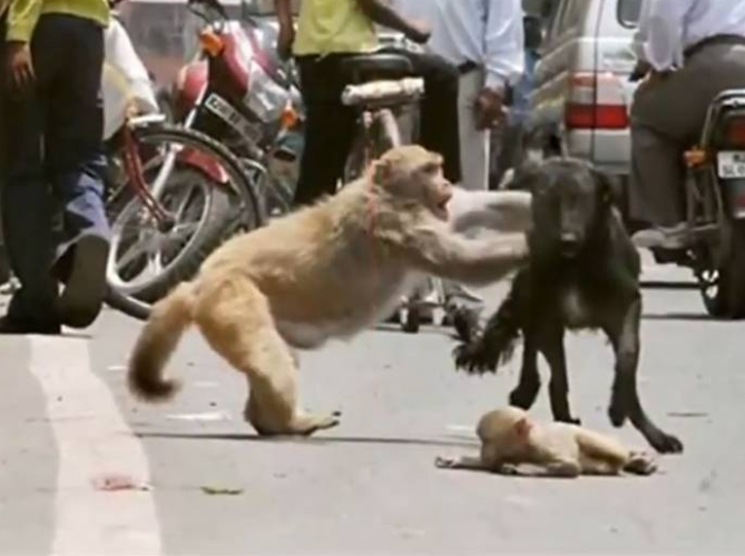 Sedih, Ibu Monyet Menyelamatkan Anaknya Dari Dimakan Anjing Selepas Dilanggar Motor