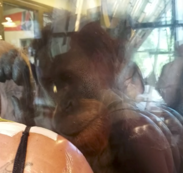 (Video) Orang Utan Pintar, Apa Yang Dilakukannya Semasa Menerima Lawatan Di Zoo Mendapat Perhatian Ramai