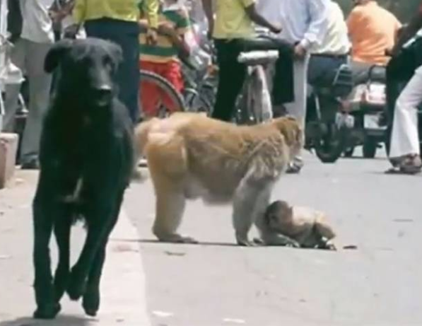 Sedih, Ibu Monyet Menyelamatkan Anaknya Dari Dimakan Anjing Selepas Dilanggar Motor