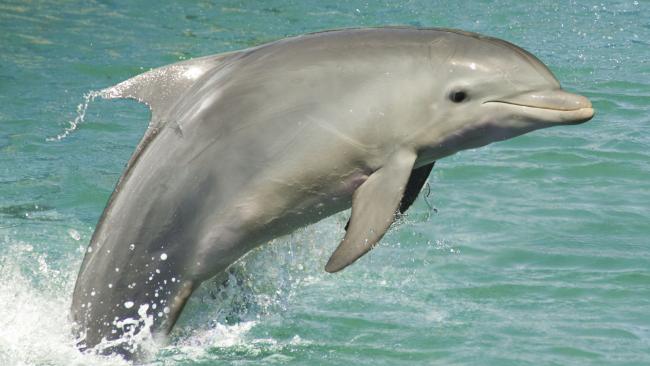 Anak Dolfin Disahkan Mati Apabila Sekumpulan Pelancong Berebut-rebut Mahu Ambil Gambar Selfie Dengannya