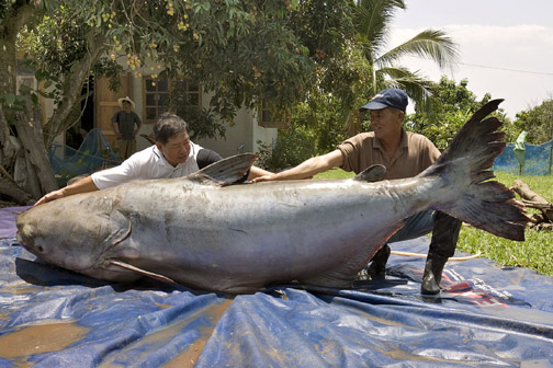 Lelaki Ini Menoreh Perut Seekor Ikan Besar,Apa Yang Keluar Dari Perut Ikan Itu Buat Ramai Orang Menjerit Terkejut