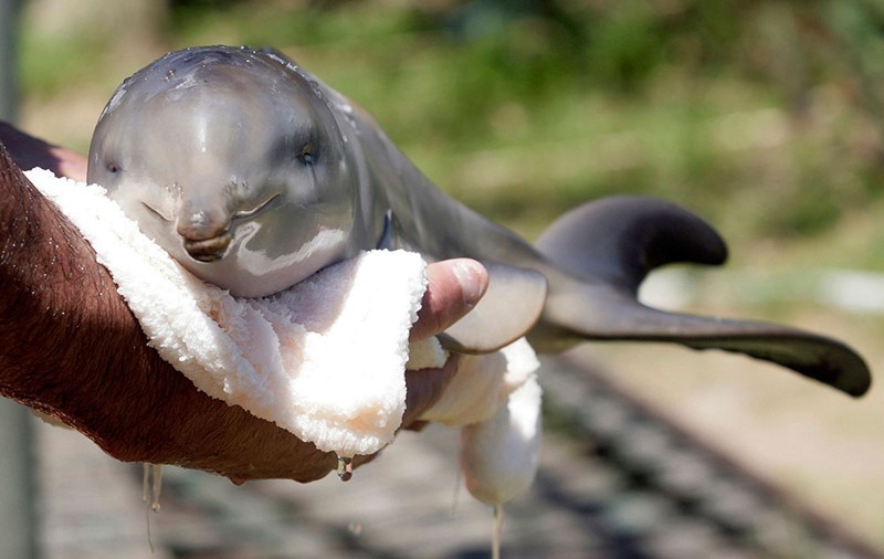 Anak Dolfin Disahkan Mati Apabila Sekumpulan Pelancong Berebut-rebut Mahu Ambil Gambar Selfie Dengannya