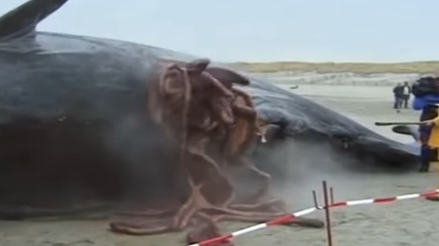 Lelaki Ini Menoreh Perut Seekor Ikan Besar,Apa Yang Keluar Dari Perut Ikan Itu Buat Ramai Orang Menjerit Terkejut