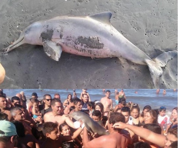 Anak Dolfin Disahkan Mati Apabila Sekumpulan Pelancong Berebut-rebut Mahu Ambil Gambar Selfie Dengannya