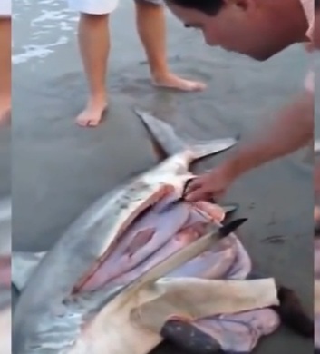 Lelaki Ini Potong Perut Ikan Yu,Ini Yang Keluar Dari Perut Ikan Itu Yang Langsung Tidak Di Jangka Sesiapa