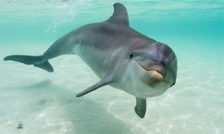 Anak Dolfin Disahkan Mati Apabila Sekumpulan Pelancong Berebut-rebut Mahu Ambil Gambar Selfie Dengannya