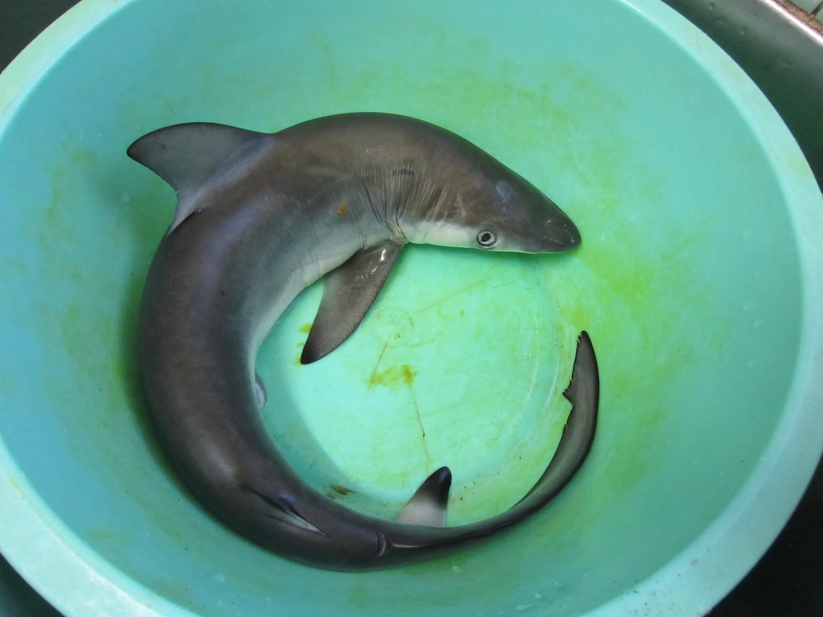 Lelaki Ini Potong Perut Ikan Yu,Ini Yang Keluar Dari Perut Ikan Itu Yang Langsung Tidak Di Jangka Sesiapa