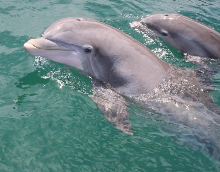 Anak Dolfin Disahkan Mati Apabila Sekumpulan Pelancong Berebut-rebut Mahu Ambil Gambar Selfie Dengannya