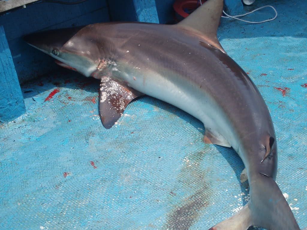 Lelaki Ini Potong Perut Ikan Yu,Ini Yang Keluar Dari Perut Ikan Itu Yang Langsung Tidak Di Jangka Sesiapa