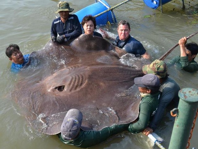 Lelaki Ini Menoreh Perut Seekor Ikan Besar,Apa Yang Keluar Dari Perut Ikan Itu Buat Ramai Orang Menjerit Terkejut