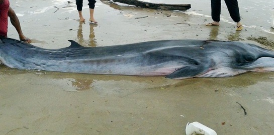 Lelaki Ini Potong Perut Ikan Yu,Ini Yang Keluar Dari Perut Ikan Itu Yang Langsung Tidak Di Jangka Sesiapa