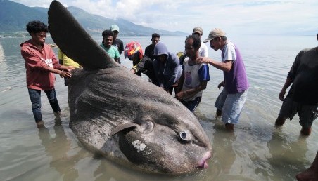 Lelaki Ini Menoreh Perut Seekor Ikan Besar,Apa Yang Keluar Dari Perut Ikan Itu Buat Ramai Orang Menjerit Terkejut