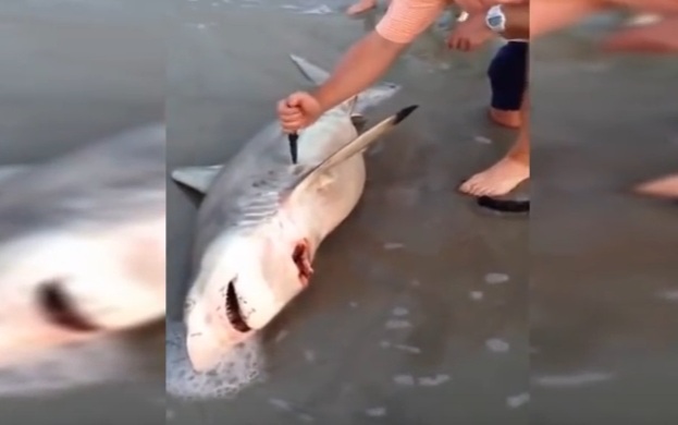 Lelaki Ini Potong Perut Ikan Yu,Ini Yang Keluar Dari Perut Ikan Itu Yang Langsung Tidak Di Jangka Sesiapa