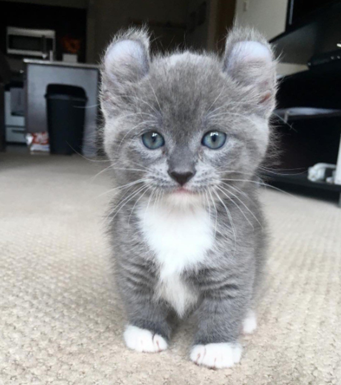 Terkejut Besar Netizen Tengok Keadaan Kucing Ini Ditikam Kejam Macam Itu!!!