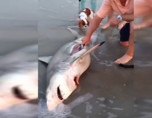 Lelaki Ini Potong Perut Ikan Yu,Ini Yang Keluar Dari Perut Ikan Itu Yang Langsung Tidak Di Jangka Sesiapa