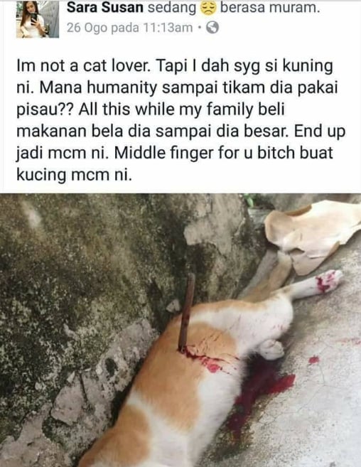 Terkejut Besar Netizen Tengok Keadaan Kucing Ini Ditikam Kejam Macam Itu!!!