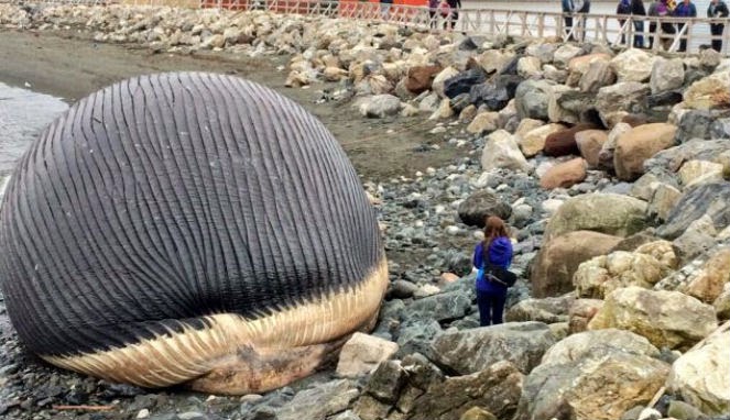 Lelaki Ini Menoreh Perut Seekor Ikan Besar,Apa Yang Keluar Dari Perut Ikan Itu Buat Ramai Orang Menjerit Terkejut