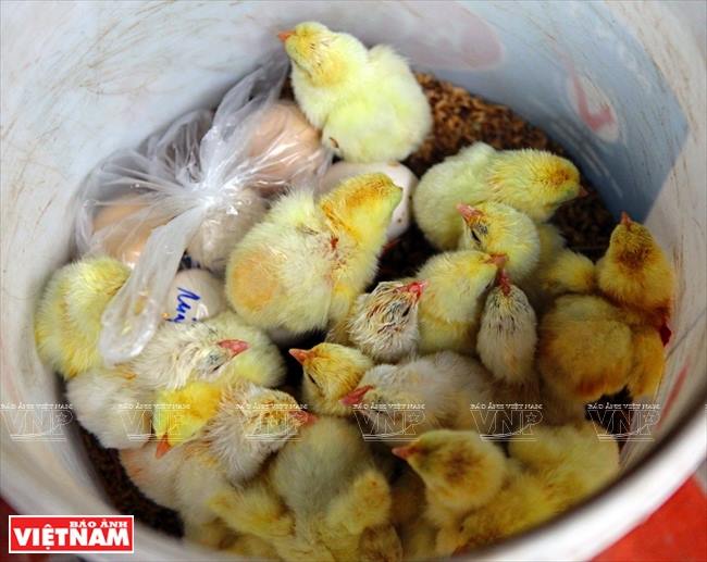 Ayam Berkaki Besar Ini Dijual Pada Harga RM10,000?? Biar Betul!!