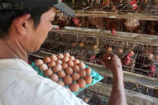 Basuh Telur Lepas Beli Beri Bahaya? Biar Betul?Pakar dan Ustaz Ada Ulas Tentang Hal Ini