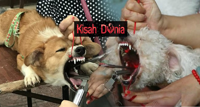 (VIDEO)Kejam!! Anjing Ini Dibuang Kotak Suaranya Gara-Gara Kerap Menyalak & Ganggu Jiran.. 1