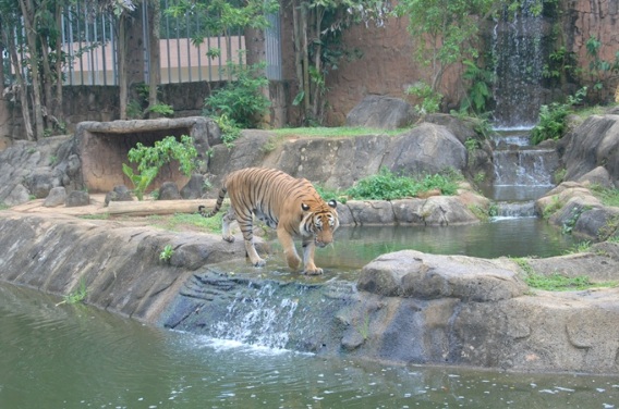 Zalim Melampau,Pekerja Zoo Campak Keldai Hidup-hidup Dalam Kandang Harimau Untuk Dijadikan Makanan Harimau