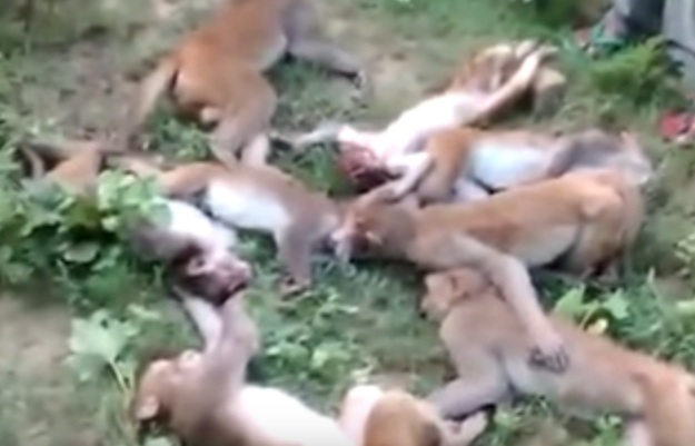 Rakaman Video 12 Monyet Mati Beramai-ramai Kerana Kena Serangan Jantung Dek Kerana Dengar Harimau  Mengaum Viral