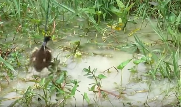 Lelaki Ini Guna Umpan Lain Dari Yang Lain Untuk Pancing Ikan Besar-besar,Apakah Pancingan Itu??