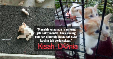 Habis Anak Kucing Kami Dipotong-Potong