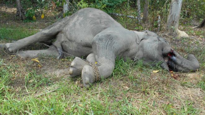 Sesuatu Yang Keluar Dari Buntut Gajah Yang Hampir Mati Ini Memang Buat Netizen Terkejut!!!