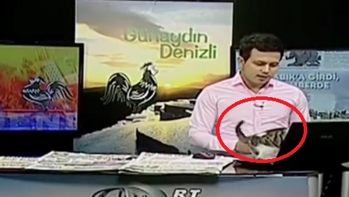 Tidak Pernah Berlaku Dalam Dunia Penyiaran, Kucing Ini Datang Masuk ke Studio Rakaman Secara Live Membuatkan Penonton Gelak Besar